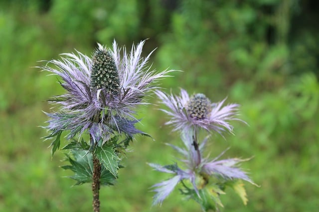 夏日庭院里的紫花刺芹：藏在尖刺下的两则小知识