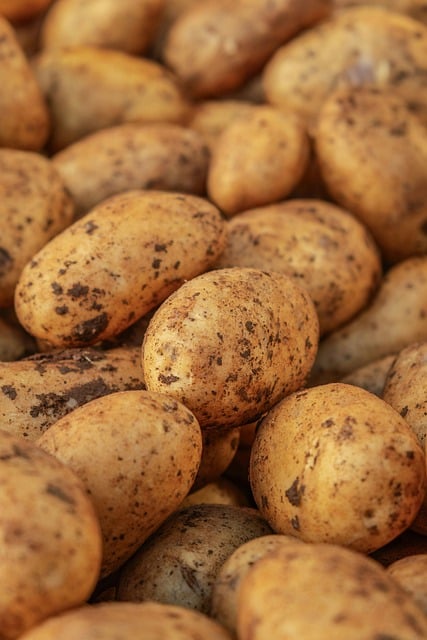 给远在南方的阿栀：聊聊今早淘到的带泥新鲜土豆