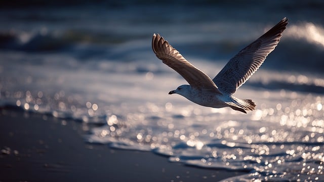 暮秋滨海滩头鸥鸟振翅 携金辉掠过平展近海海面
