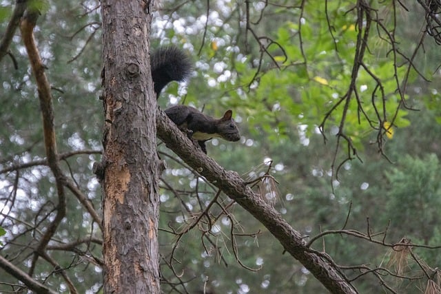 林间老枝上的松鼠：每道纹路都藏着旧时光的痕迹