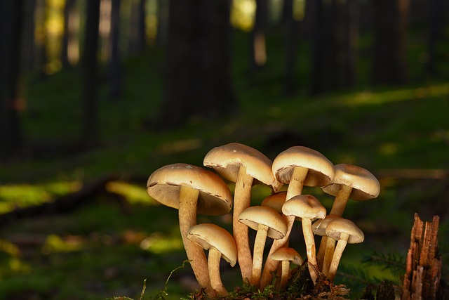 秋日林间的光影线条：菌盖反光与斜照阳光的温柔交织