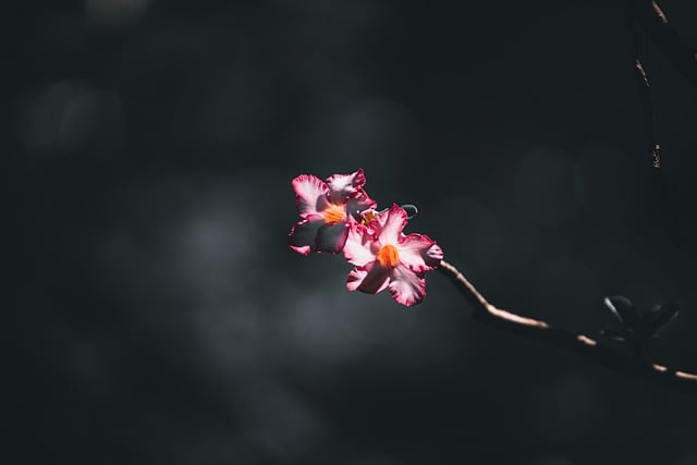 浅灰素台之上：柔粉花簇的光影质感与留白细节