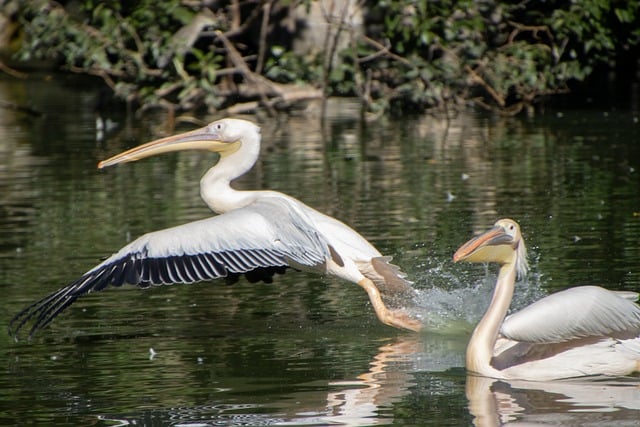 夏末傍晚的街角公园塘边，撞见鹈鹕掠水的松弛瞬间