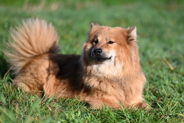 夏末院坝里的欧亚犬 守着新刨土豆等晚饭余食