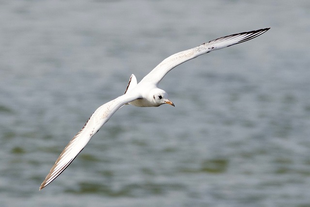 滩涂边的白鸥：藏在野生海鸟身上的两个小常识