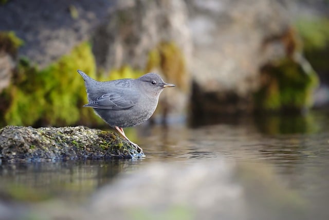 溪石静水间的河乌：自然纪录片式的野生生灵日常观察