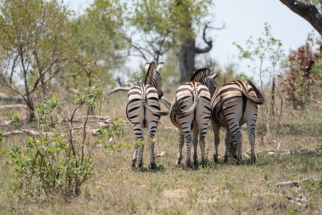 克鲁格国家公园的清晨，三只斑马慢踱出松弛的独处时光