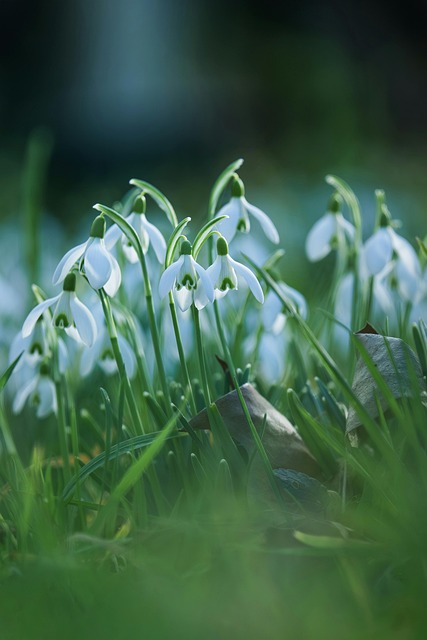 二月雪滴花初绽：微距视角里的微小春日生机