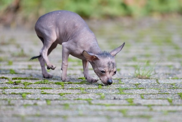 青石板巷的午后：那只无毛小狗正专心嗅探砖缝苔藓