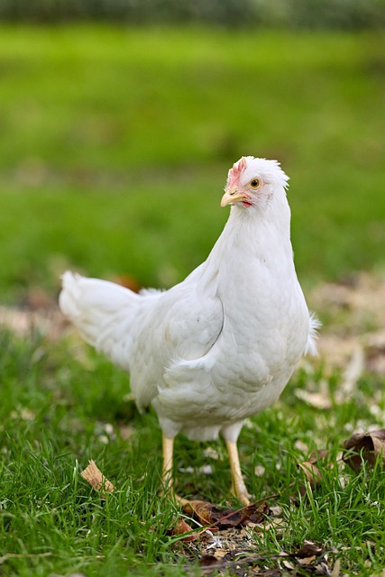 乡野散养的白雏鸡：藏在绒羽与日常习性里的小常识