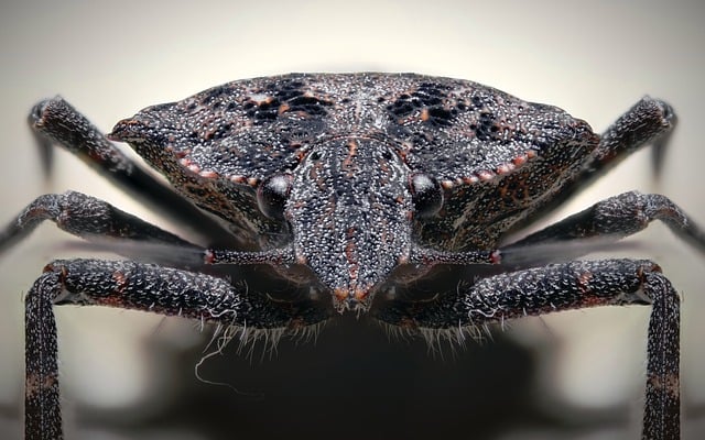 暮夏窗纱上的椿象，牵出很久以前乡下的细碎旧事