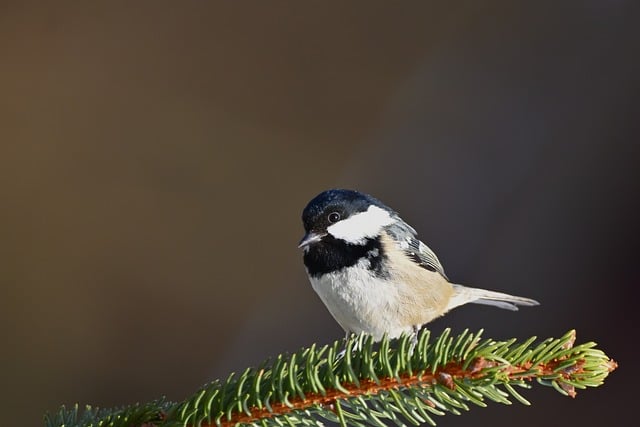 晴冬清晨的林边小径，独守山雀啄食的细碎时光