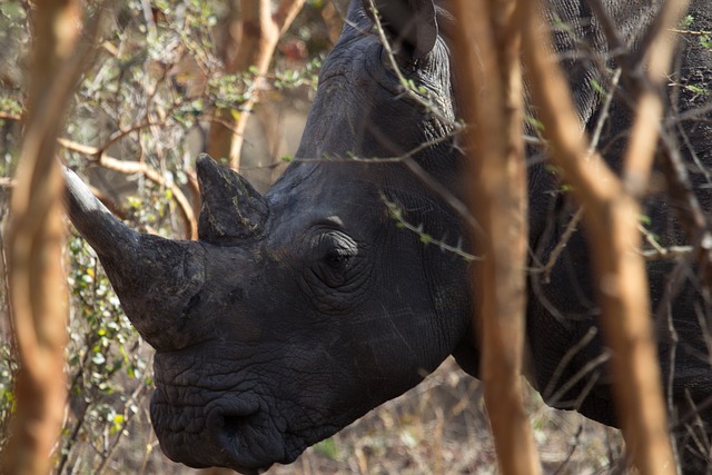 克鲁格国家公园的犀牛：藏在犀牛角和泥土里的小常识