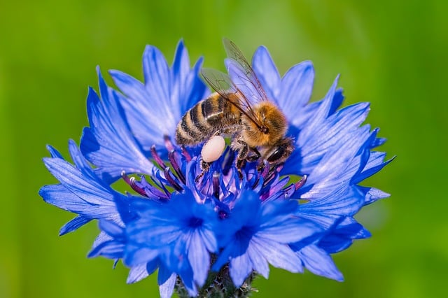 微距蓝花簇：藏在熊蜂传粉里的两个细碎小常识