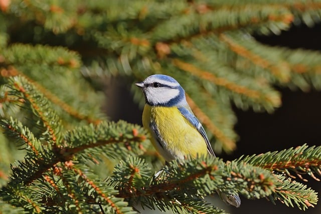 寄给南下休假的阿栀：冬晴园里撞见的那只彩羽野鸟