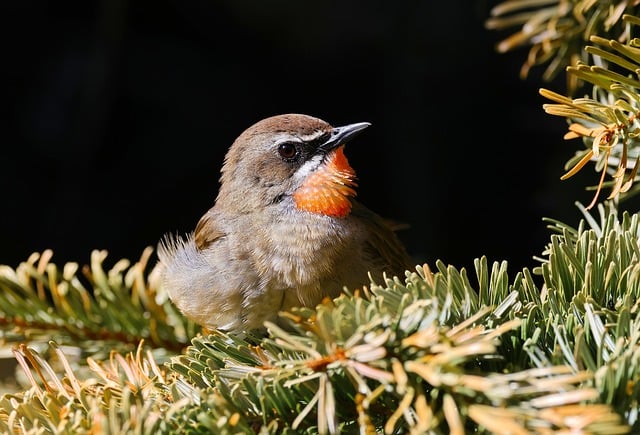 写给好友的郊游便条：松枝上的夜莺与林间晚风