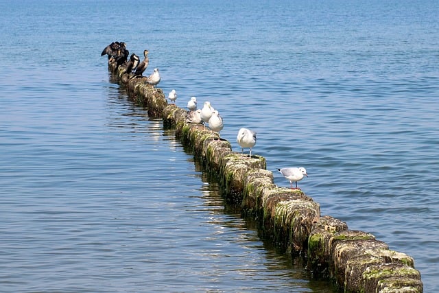 浅滩岩礁列阵的海鸟：静候潮汛的细碎日常