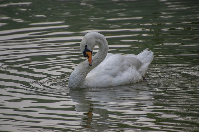 很久以前深秋溪湾的白天鹅 后来想起总裹着满池静柔的波光
