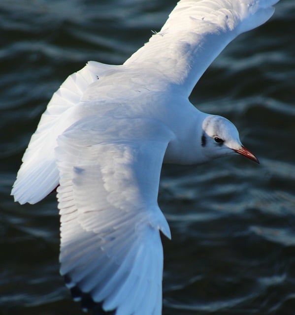 碧海翻飞的白鸥影，牵出很久以前的渔港闲坐时光