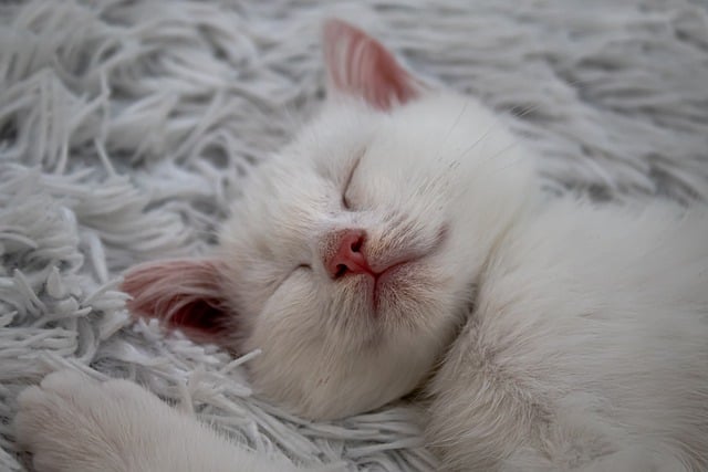 老巷口旧纸箱旁 白小猫蜷卧打盹的寻常街头一刻