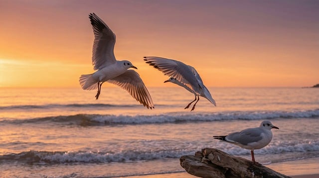 金辉铺展海面时，忽然想起很久以前的海滨旧事