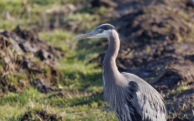 暮色沼泽中的苍鹭：绒羽与落日暖光的质感细描