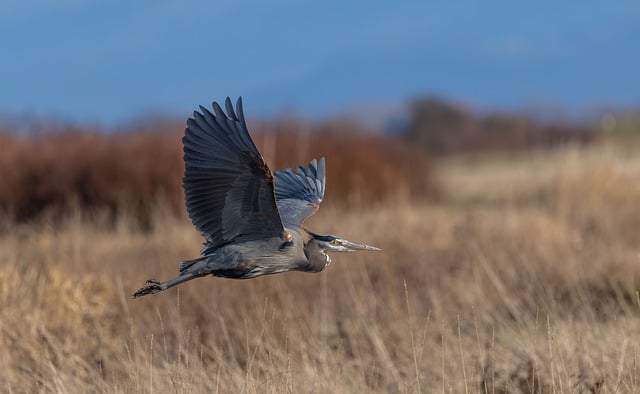 黄昏湿地的苍鹭：光影线条与水面反光的温柔交织