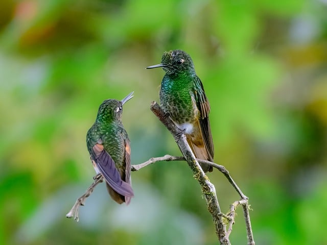厄瓜多尔云雾林的蜂鸟剪影，牵出多年前观鸟的细碎回忆