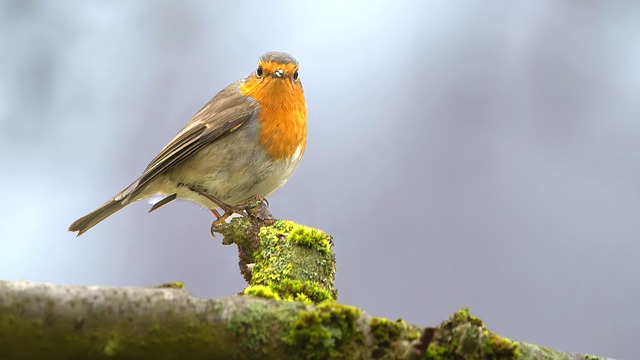 林间蹲守半日本等鸣禽 竟在橙果枝桠间撞见藏着的小窝