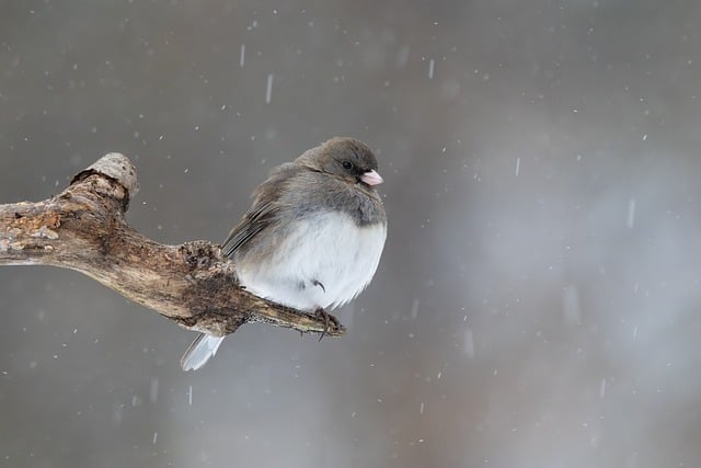 雪枝停栖的灯草鹀：藏在绒羽与栖息细节里的冬日小常识