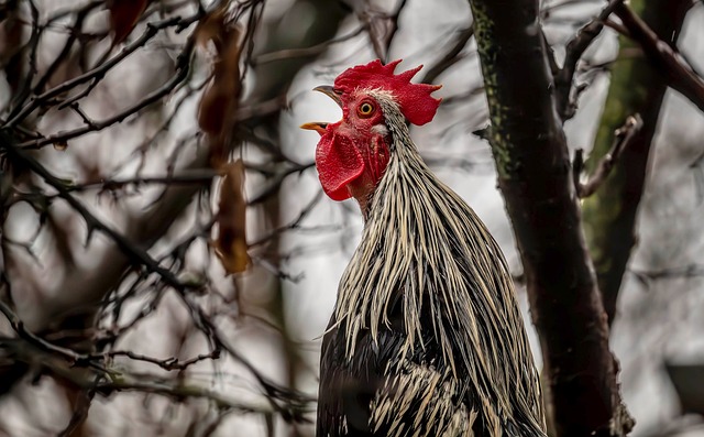 冬晨后院露气里的公鸡：蹲守片刻才看清的冠羽细节
