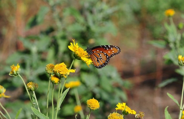 春日园圃黄花开处，彩蝶停驻间的三餐闲趣