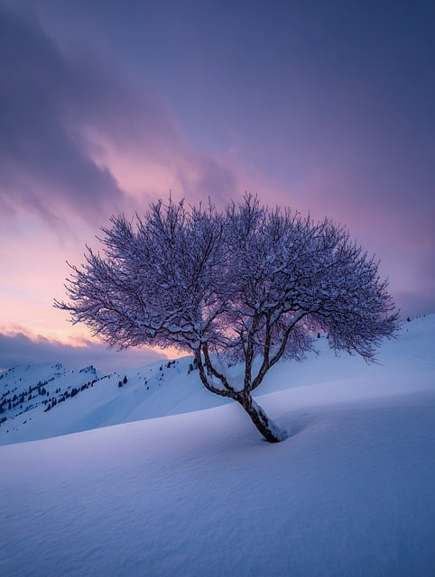 雪后山坳的旧痕：褪色木牌与漫枝霜花的时光印记
