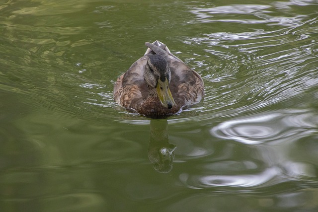 那年夏末的乡塘：后来想起浮在波纹间的绿羽水影