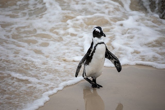 开普敦滨海滩涂的企鹅闲步 沾着浪味的温柔午后