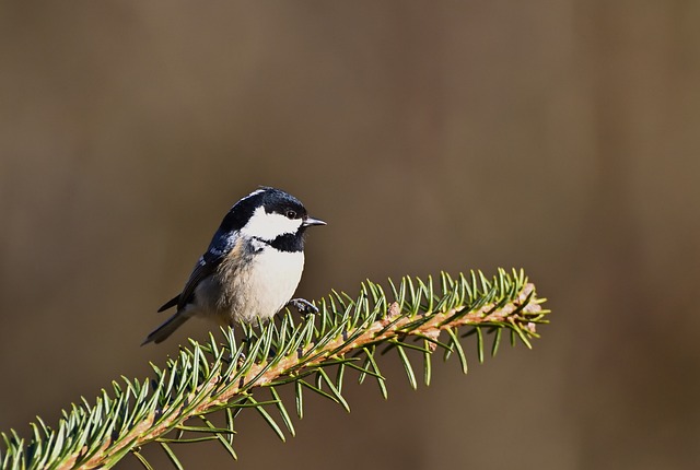林间鸟屋的秋日光影：细枝、雨痕与木板的线条私语