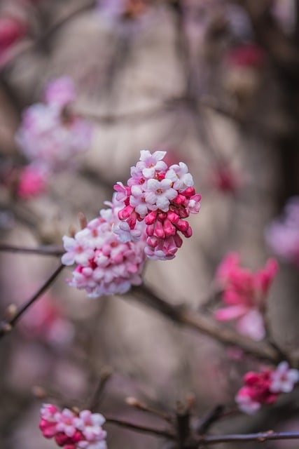 沾着冬日光的琼花枝，落在餐桌旁的温软日常里