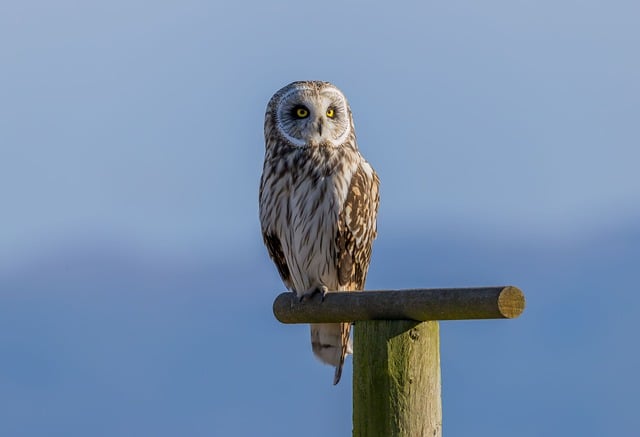 草甸间的褪色痕迹：短耳鸮与藏在羽色里的旧时光