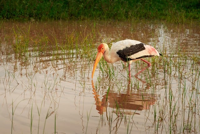 国家公园湖畔水禽闲驻：藏在羽毛与习性里的小常识