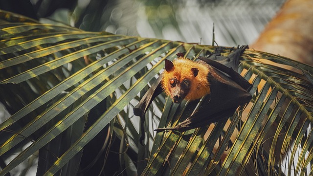 南洋旧檐下的蝙蝠：藏着被时光磨软的细碎痕迹