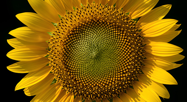 对着这张金黄葵田的照片，后来想起沾着花粉的少年夏日