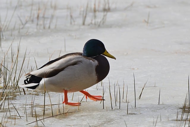 给上周约好共赏冬湖的阿栀：今早撞见的冰面绿头鸭群