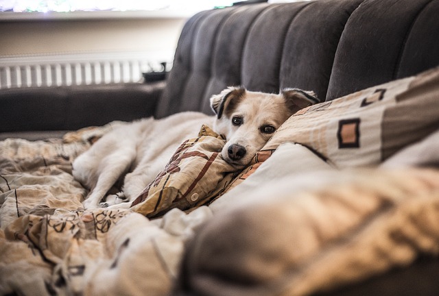 秋日午后客厅绒布角落 撞见偷藏的金毛小奶狗