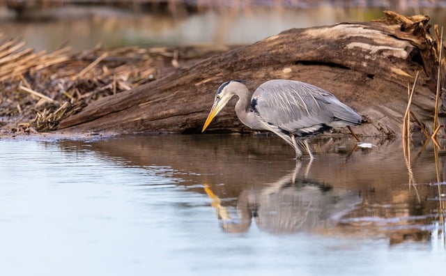 蹲守浅滩半时 捕捉苍鹭翅尖绒羽的细微颤动细节