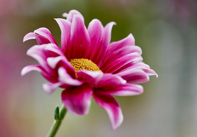 窗沿酒红菊瓣沾着雨痕 映着玻璃映出的细碎光影