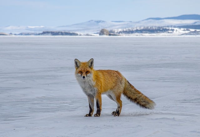 雪落时的餐桌热香，伴着雪野狐踪的冬日暖意