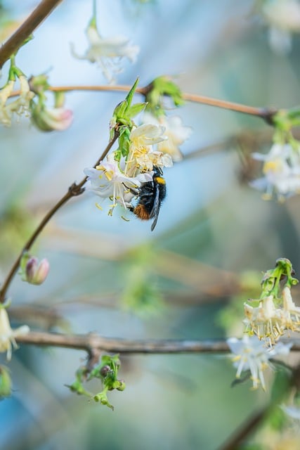 白花瓣托着嫩黄花蕊：微距镜头定格的蜜蜂春日劳作瞬间