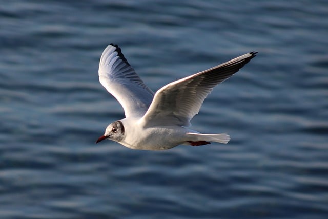滩涂上的银鸥：喙尖藏着鲜为人知的生存小秘密