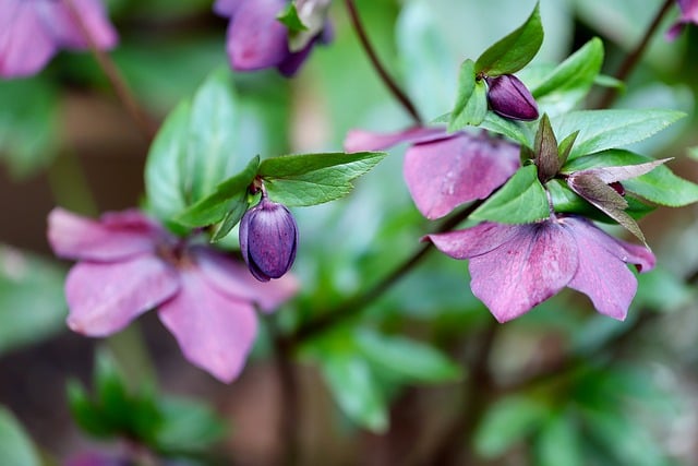 镜头定格春日庭院一隅：粉紫嚏根草的花簇与鲜绿叶片