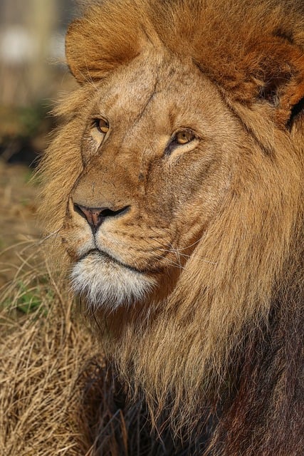 马赛马拉草原的迟暮午后：撞见那头静卧的成年雄狮